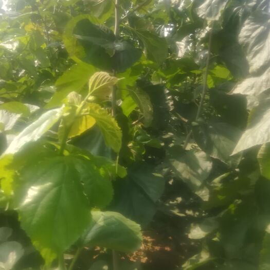 平邑县大叶桑苗 大叶强桑一号