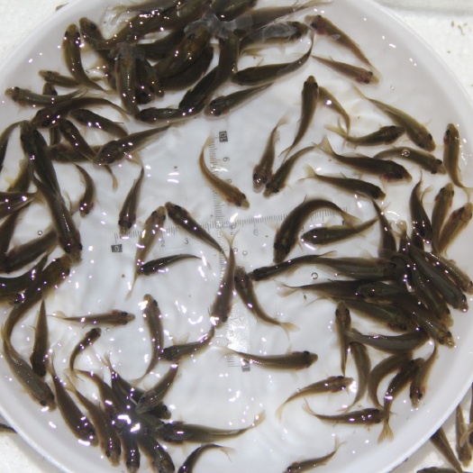 广州 优质鲤鱼苗 放生鲤鱼苗 丰鲤鱼苗 禾花鲤鱼苗活体包邮