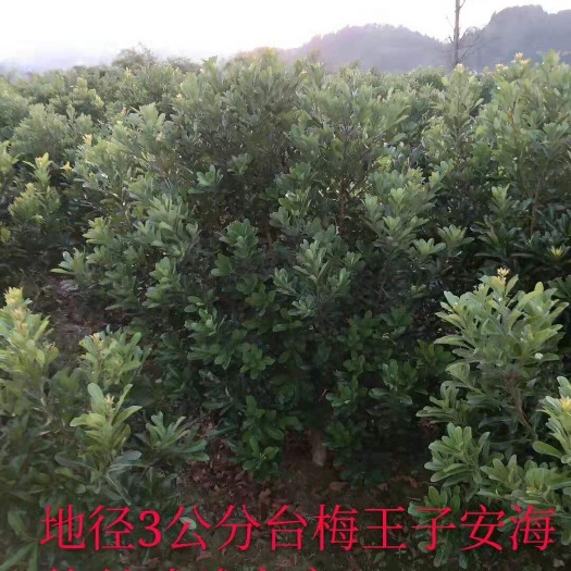 靖州县东魁杨梅树苗 东魁