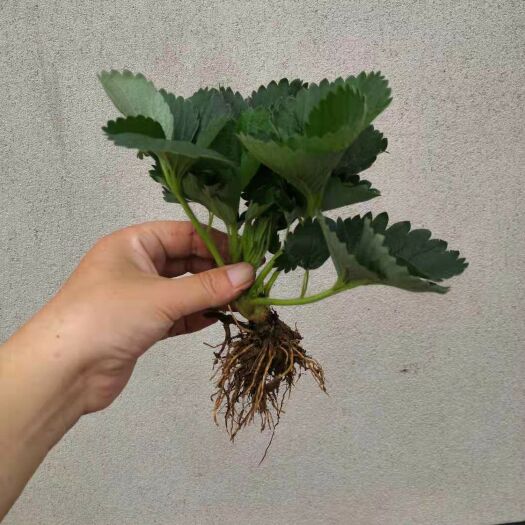 平邑县香蕉草莓苗 20~30公分 地栽苗