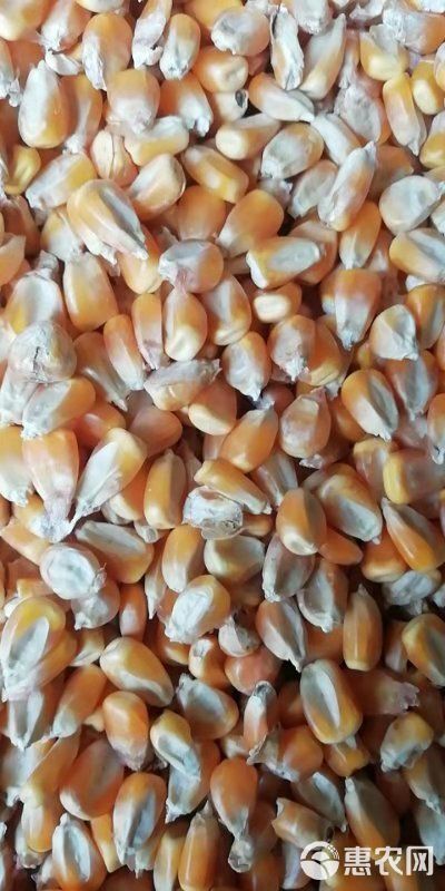干玉米  现货优质玉米出售