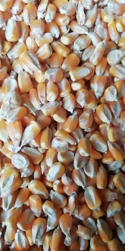 南阳干玉米  现货优质玉米出售