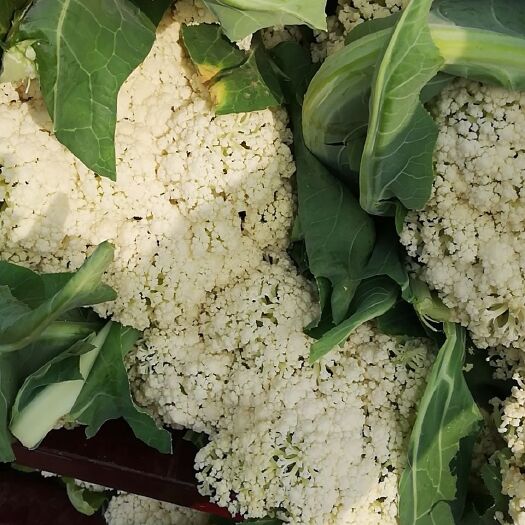 博爱县白花菜花  大量供应向面青梗散花菜，质量好，代发全国