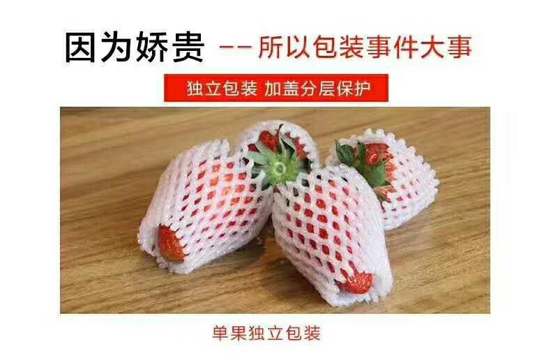 长丰县 红颜奶油草莓