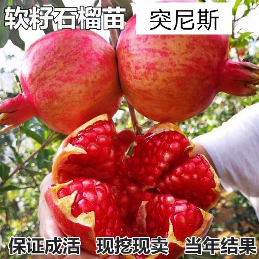 平邑县 突尼斯籽石榴树苗，果实大，口感好，基地供应，现挖现卖，死苗补