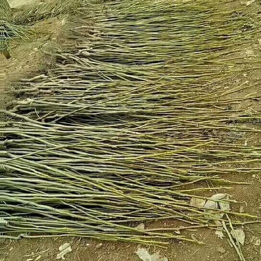 汾阳市 汾阳核桃苗