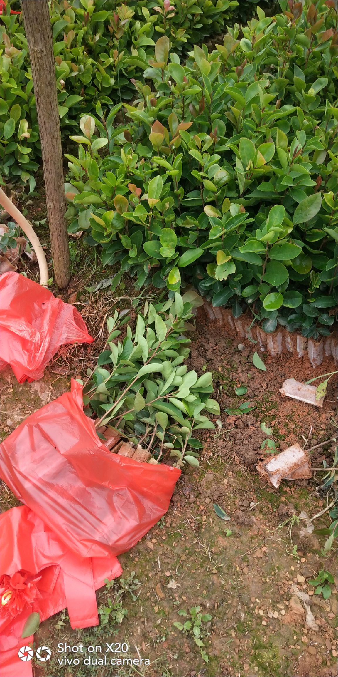 油茶苗 出售优质油茶袋苗