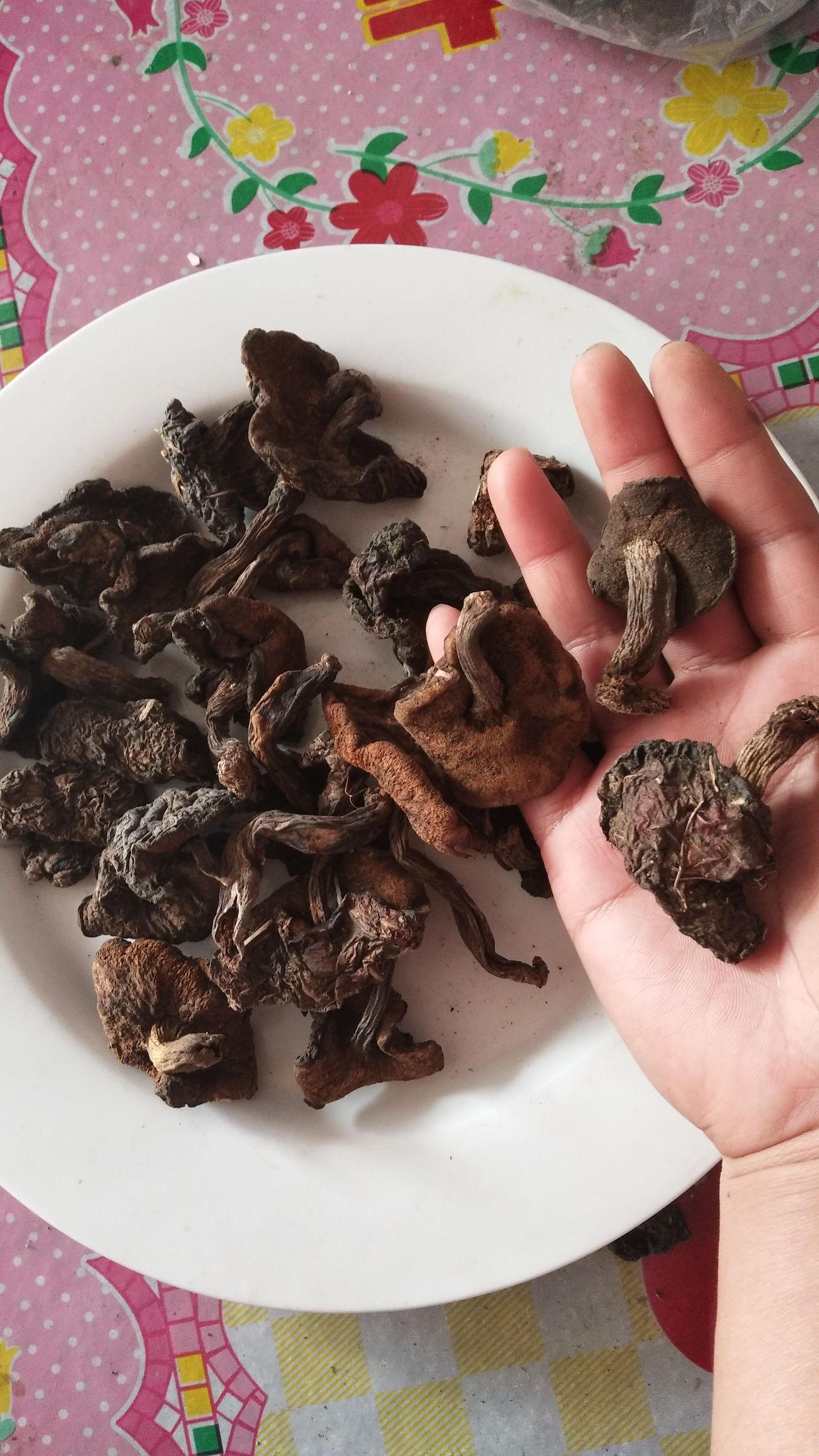  2019新蘑菇，小黑蘑菇中块松蘑干货批发
