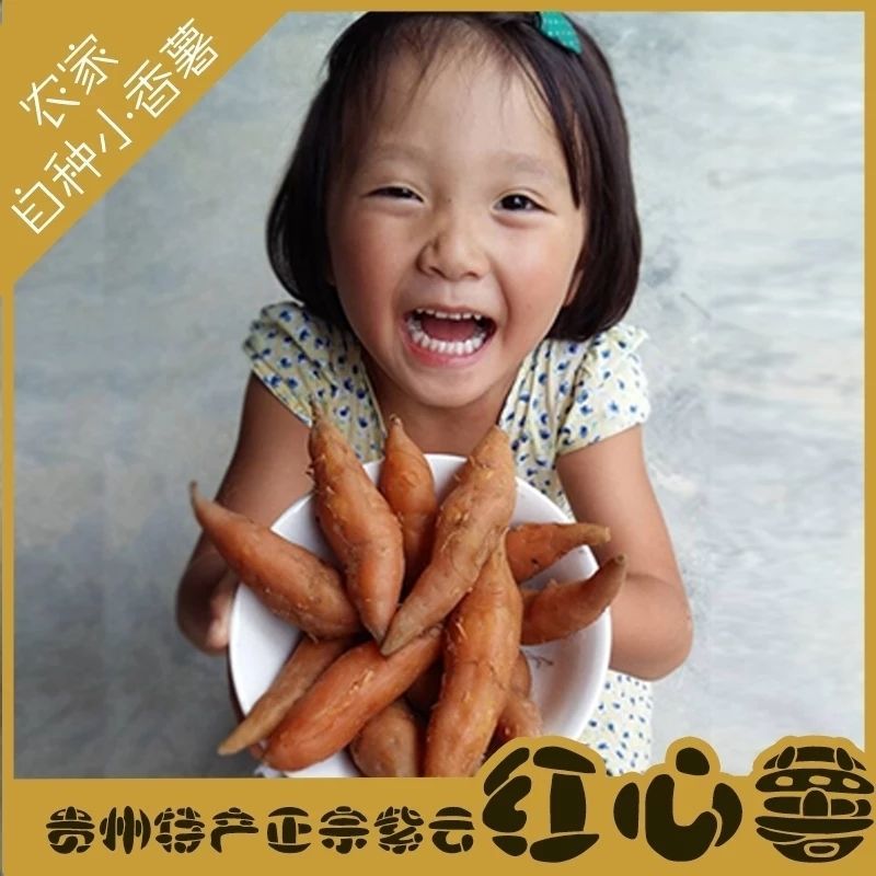 紫云红心红薯  贵州红薯 紫云红薯