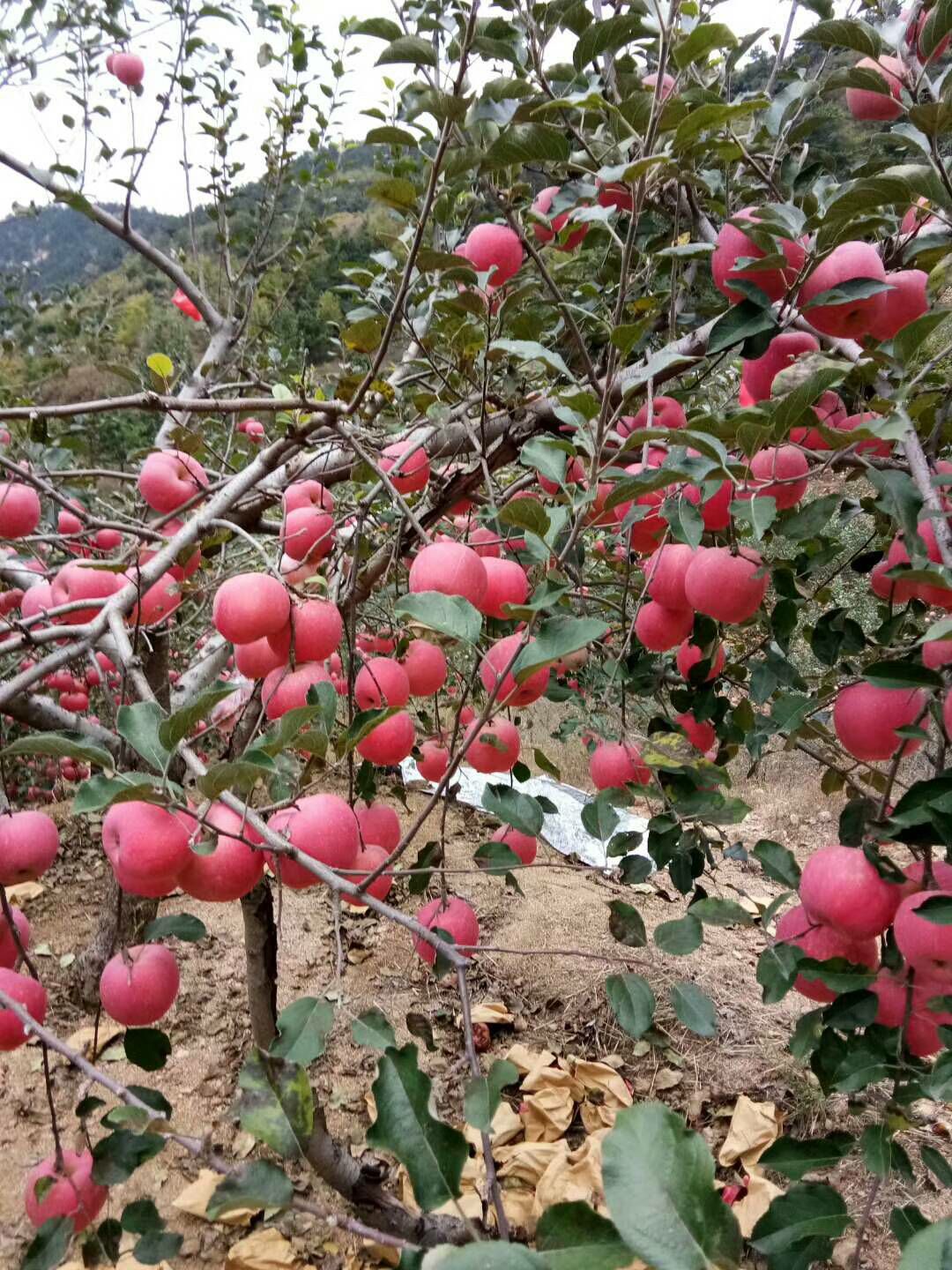 大量供應(yīng)紅富士蘋果全紅次果