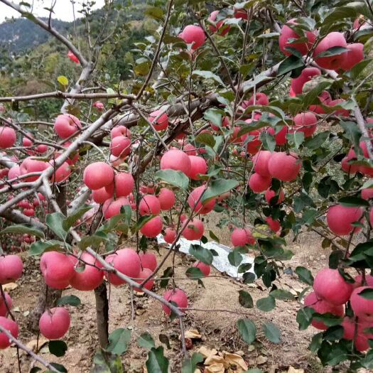 蒙阴县大量供应红富士苹果全红次果