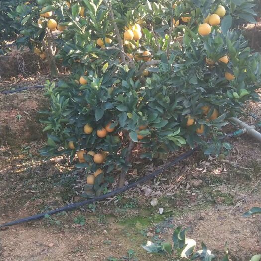 龙陵县 冰糖橙，题前大量上市了，欢迎老板下单