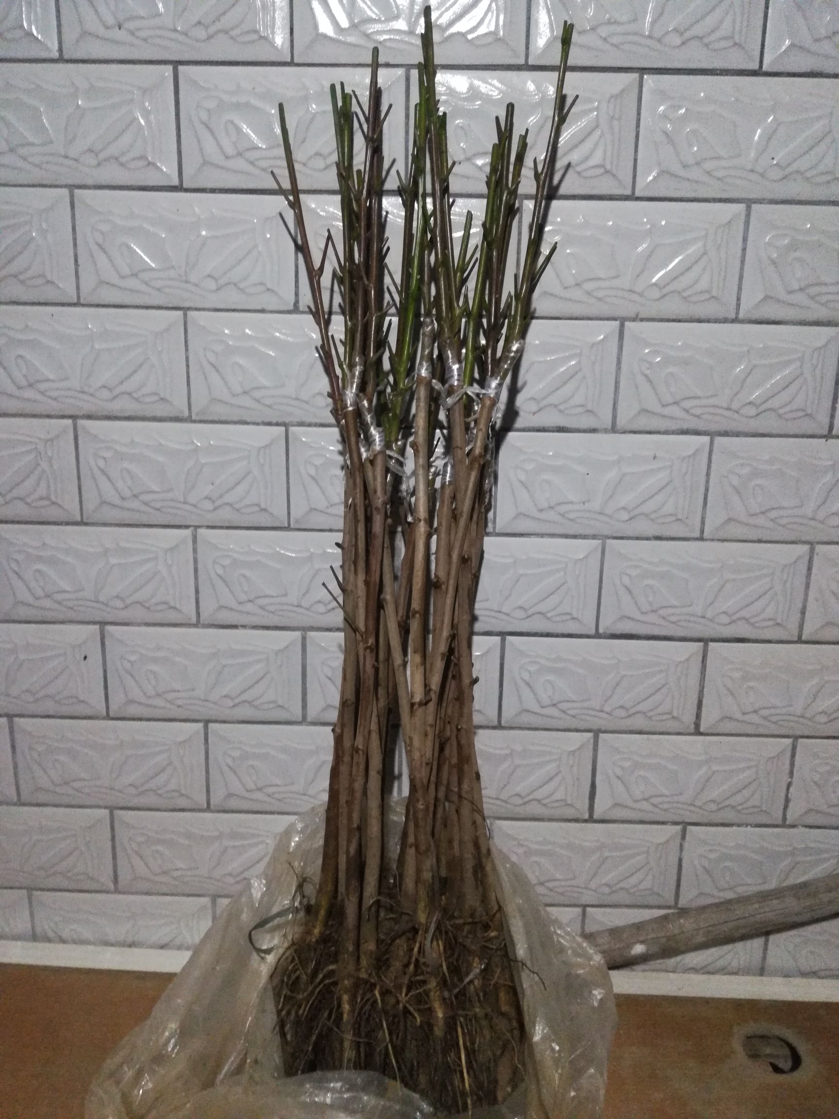 黑橄榄苗  黑橄榄，黄橄榄，产量高