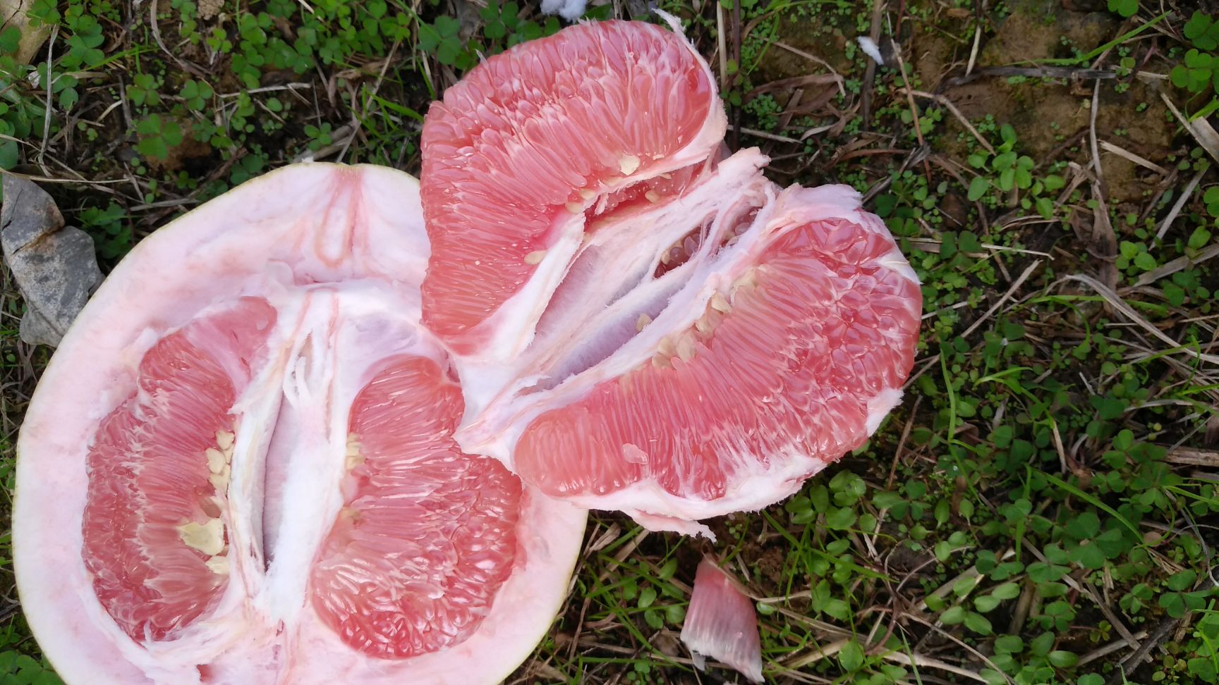 蜜柚红心蜜柚三红蜜柚