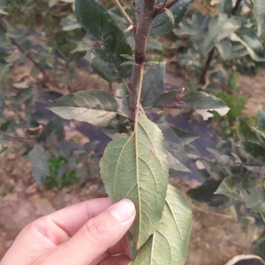 平邑县 鲁丽苹果树苗现挖现卖保湿发货品种纯正自家苗圃现挖现卖