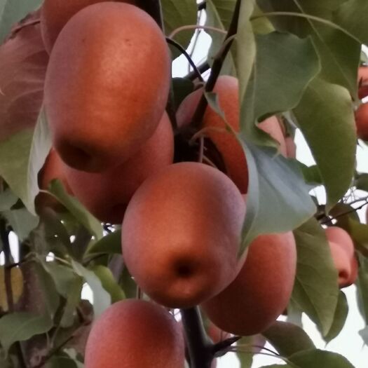 洛宁县金珠沙梨 诚信第一！我在等你，你在哪里。