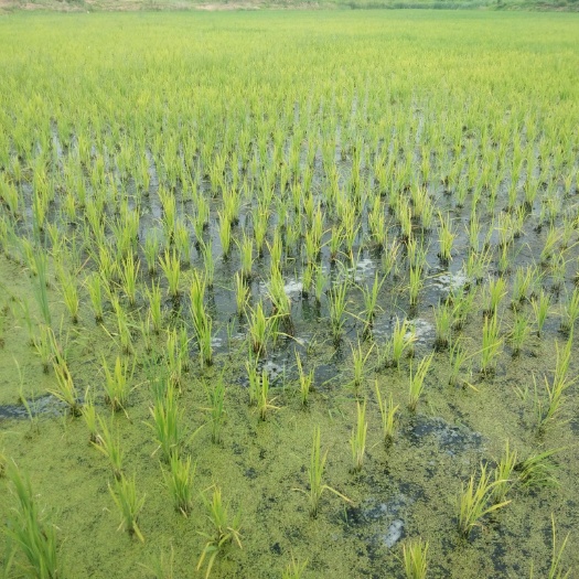 前郭县真正的农家院稻谷，没有化肥农药的大米，自己种植的江水灌溉
