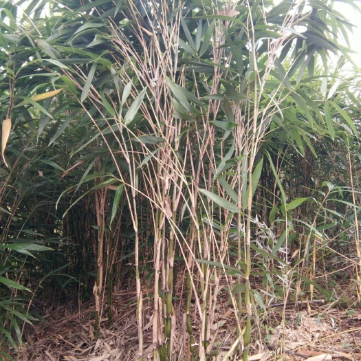 安吉县 供应安吉辣韭矢竹鱼竿杆挂素材和辣韭矢竹竹苗