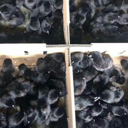 南宁五黑一绿鸡苗 母
