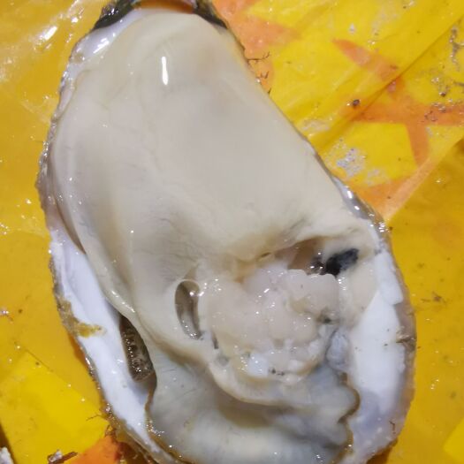 上海乳山牡蛎 乳山生蚝批发（刺身级别）