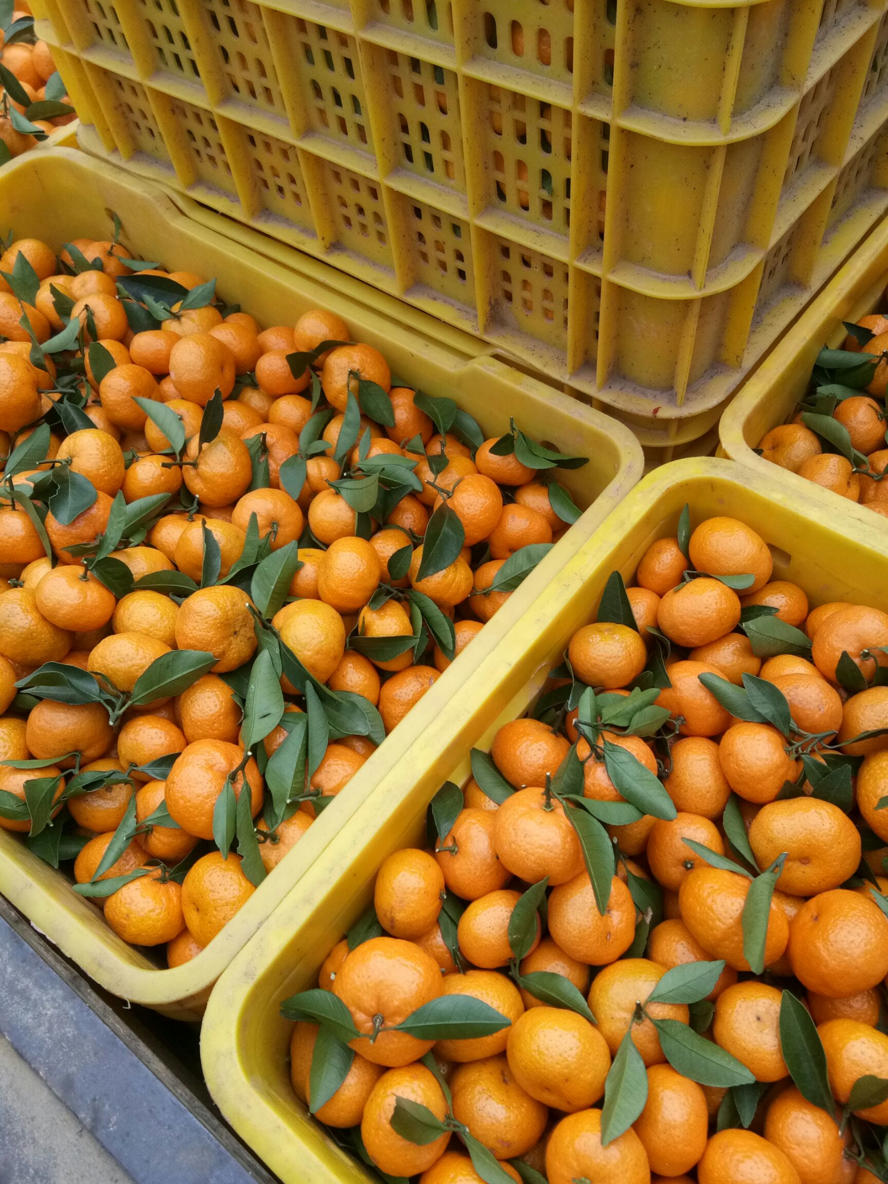 臭皮柑 3.5 - 4cm 1 - 1.5两