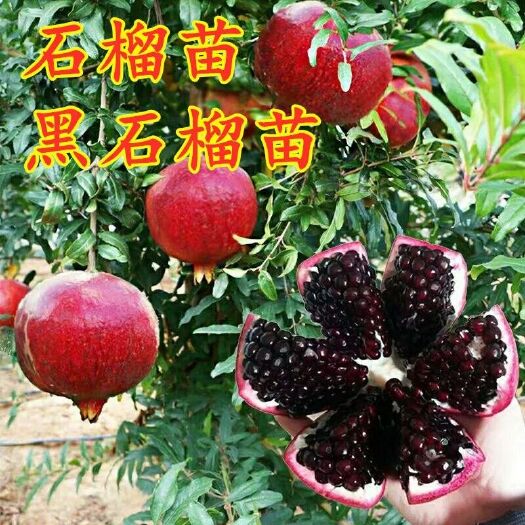 平邑县 黑籽石榴树苗 当年挂果苗 保证品种纯度 基地现挖发货 包成