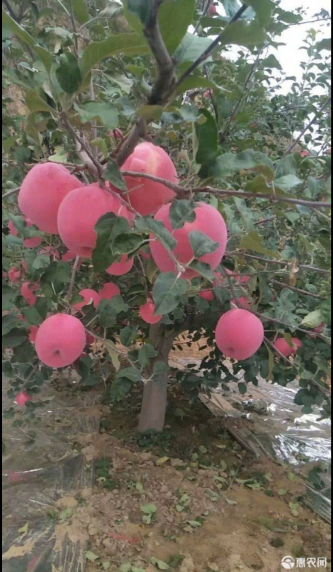 烟富10苹果苗  延富士苹

烟富十苹果苗，烟富八苹果苗，基地发货，现挖现发，