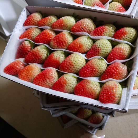 会泽县蒙特瑞草莓  会泽四季草莓
