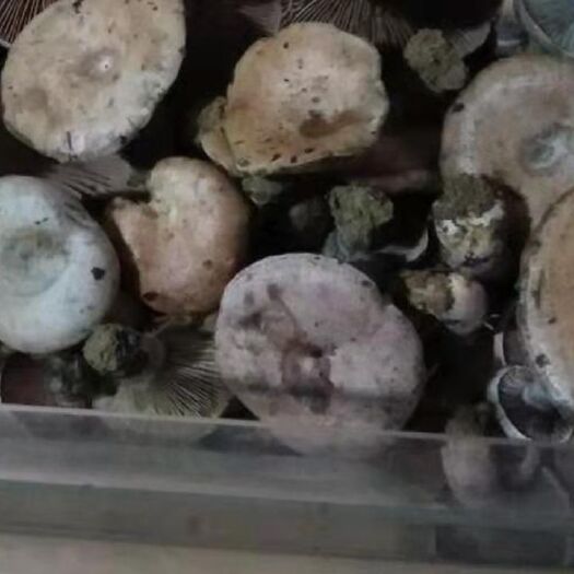 绥宁县松树菌 野生栖木茵(乌菌)
数量有限当天采摘当天发货供不应酬