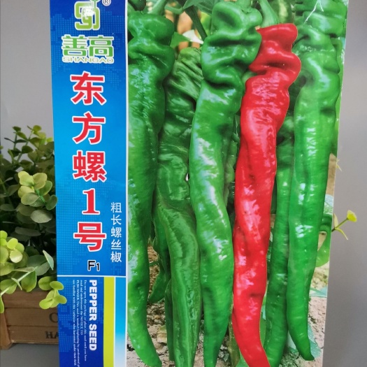 樟树市 【东方螺1号】杂交螺丝椒种子特大粗长型大果辣椒种子大田基地