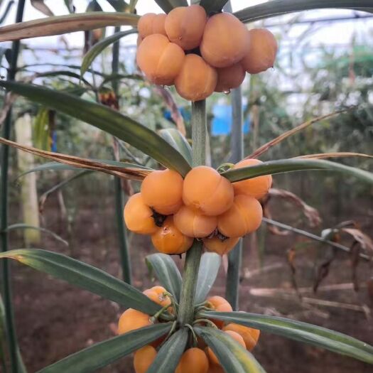 昆明 【黄精种子】500公斤红花滇黄精种子处理 发芽率90%以上
