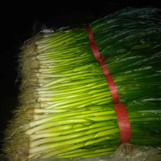 郯城县 蒜苗，大量供应！