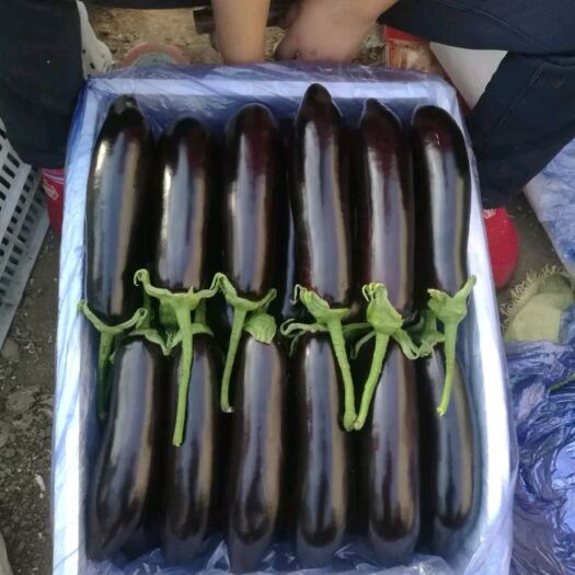 三台县 元月底茄子