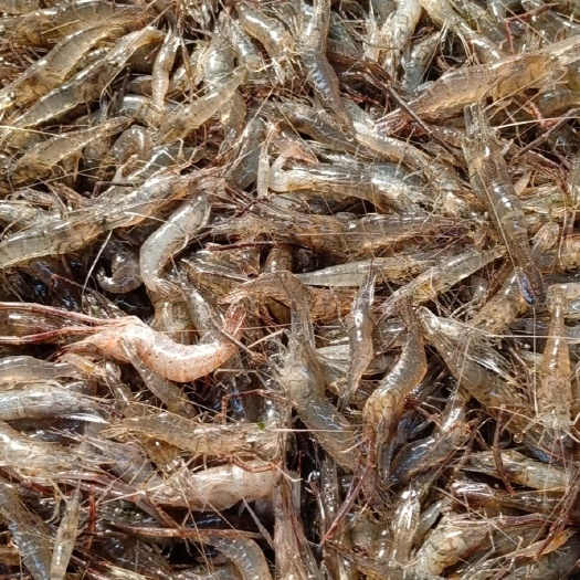 潜江市白米虾 河虾