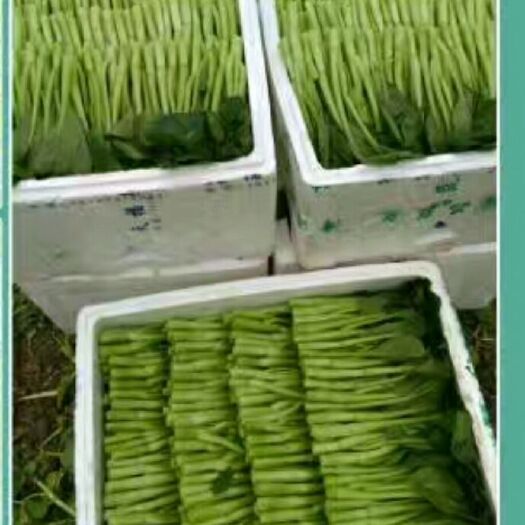 上海广州菜心 广东菜心，广东菜心