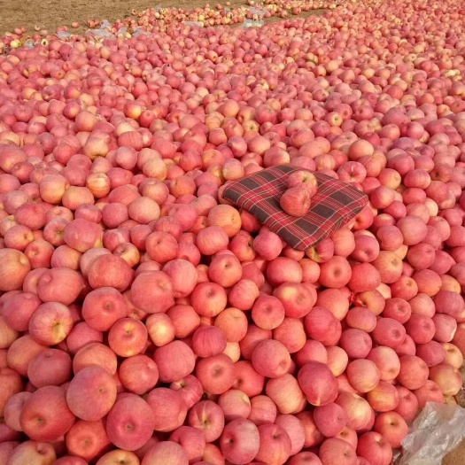 绥中县嘎啦苹果，大量上市批发，
