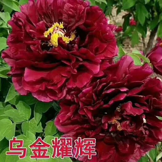 菏泽 精品观赏牡丹，保证对版，保证成活