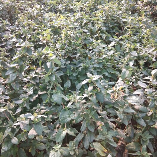 虞城县北花一号 10~20公分