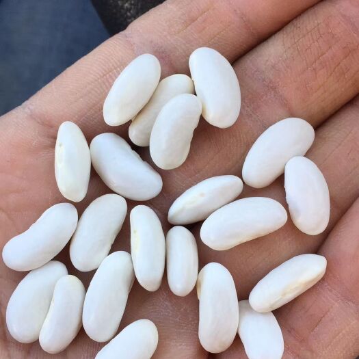 赤峰白芸豆。量大，价格便宜，比重，色选，质优