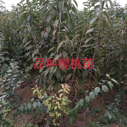 绛县美早苗  红灯，美早，萨美托