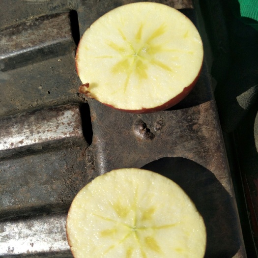 盐源县 刚入库的盐源糖心苹果两万五千斤，在盐源县冻库，手机需要资金