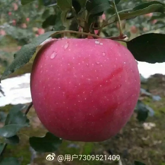 静宁县 甘肃静宁红富士苹果  果农专卖