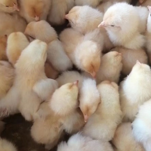 南宁三黄鸡苗，优良品种，成活率高，诚信经营，要做到客户放心