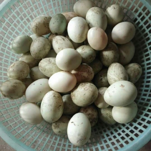崇阳县土鸭蛋 放养土鸭