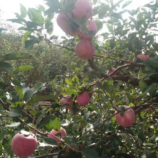 洛宁县 正宗洛阳洛宁上戈红富士苹果，新鲜一级苹果又大又红，甜美，多汁