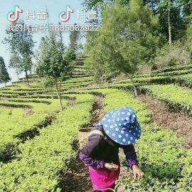 滇绿茶 本品产于云南普洱市高山区，天然无污染。冲泡香气浓，自产自销