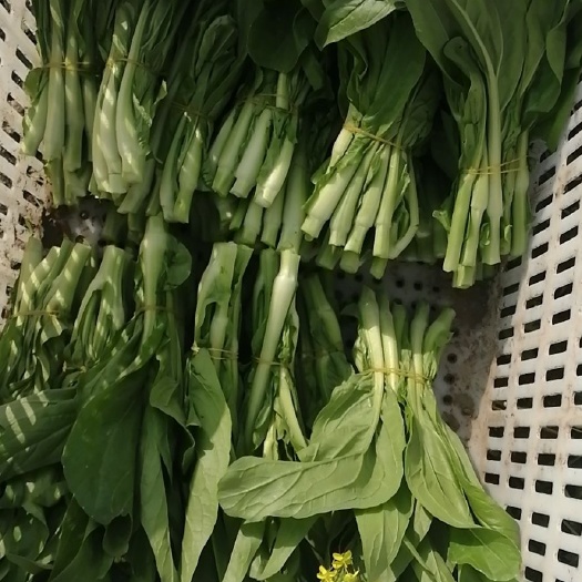 安乡县 菜苔
