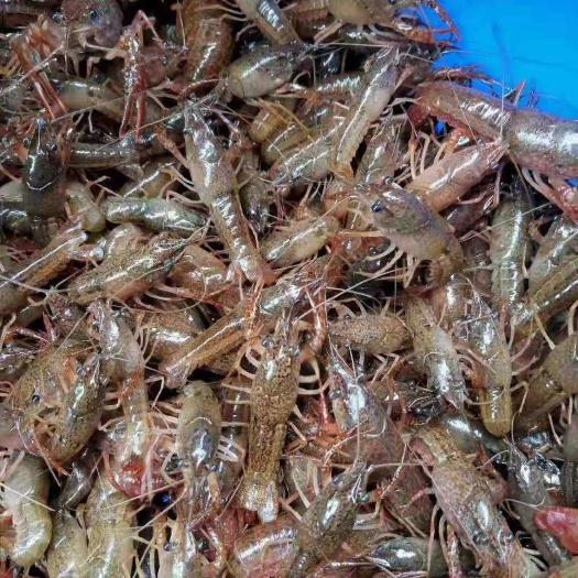 重庆市 小龙虾，虾苗