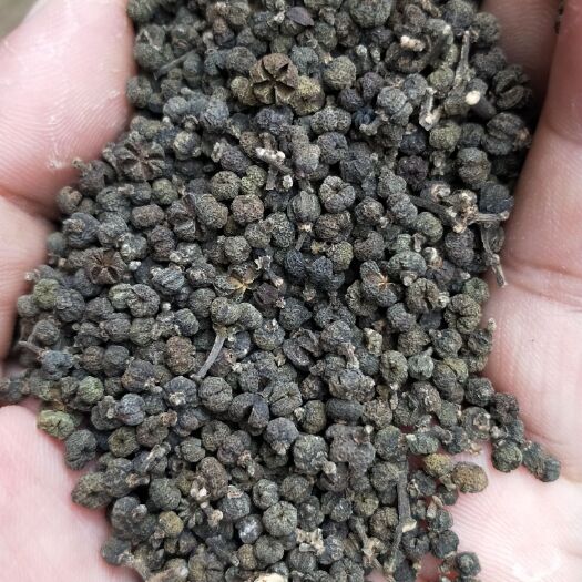 河池 低价出售吴茱萸干货