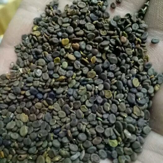 定西甘肃岷县黄芪种子500g